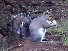 Eastern Gray Squirrel